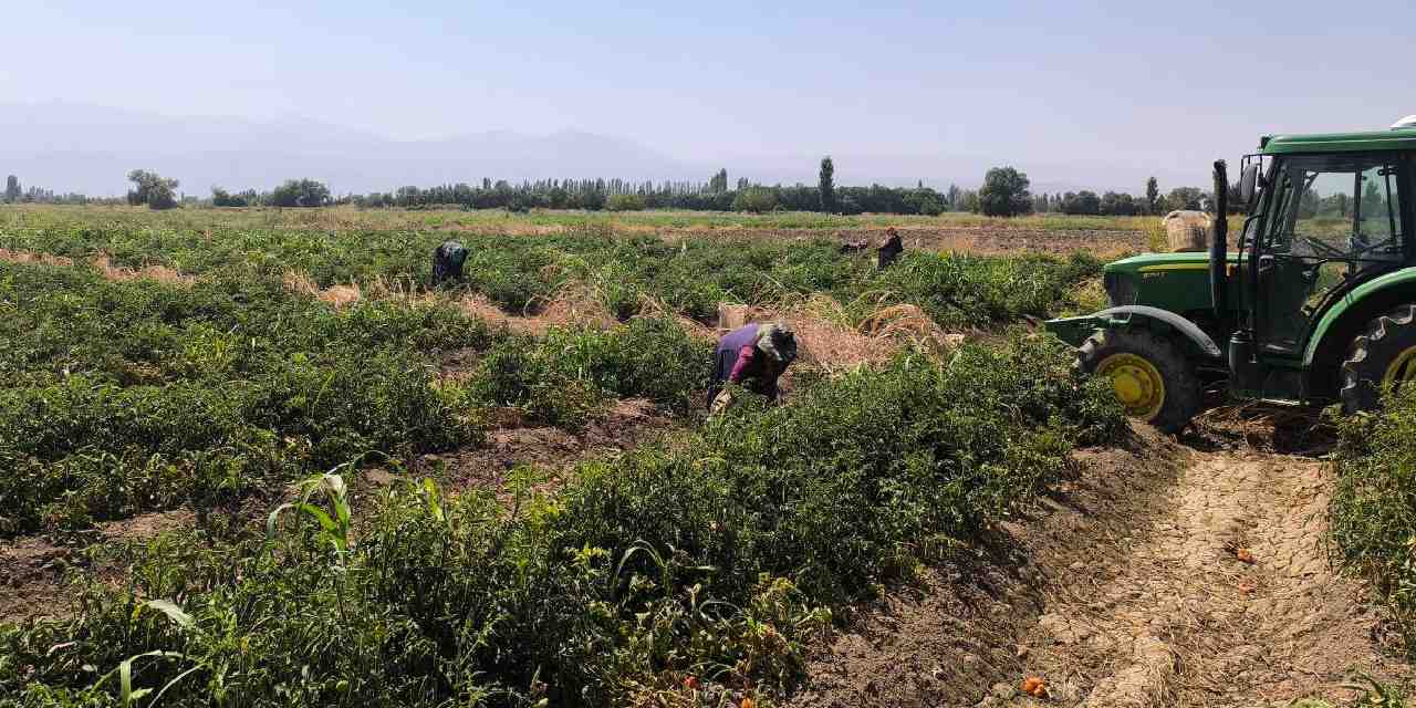 igdirda hasadi basladi kilosu 10 tlden 7 ton hasat bekliyor RS4QOlBA
