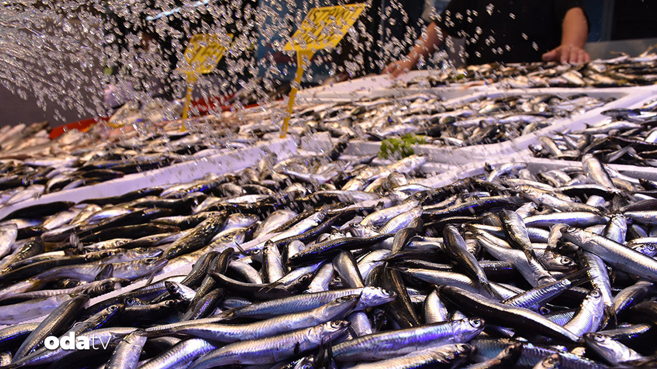 trabzonda sezon acildi hamsinin kilosu 100 tl 4ip7Yjs5