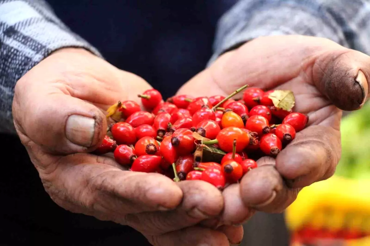 kusburnuna artan ilgi 6fPRcmpJ.jpg