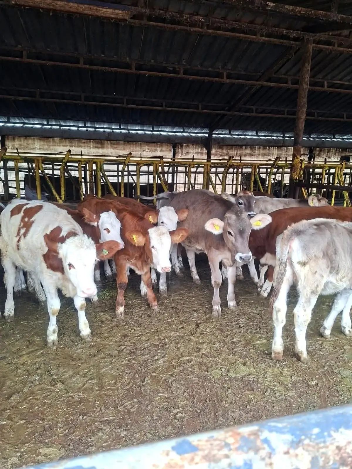 tekirdagda disi buzagilara brusella asisi uygulandi H4Nk9fIT.jpg